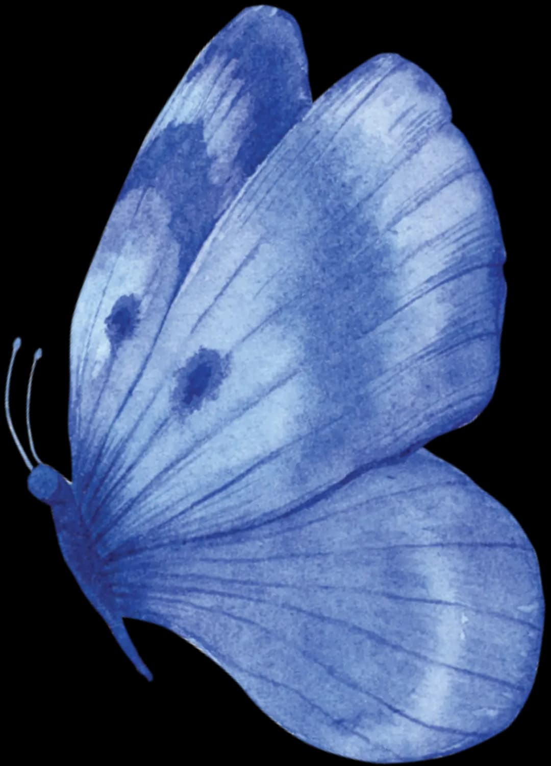Butterfly Blue